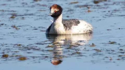 Macá tobiano Macá tobiano