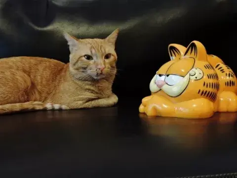 Tan dispersa que me puse a fotografiar a Tigre con el teléfono (de Garfield)