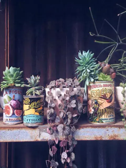 Las suculentas crecen mejor en compañía de otras plantas iguales. Foto: Compañía Botánica. Las suculentas crecen mejor en compañía de otras plantas iguales. Foto: Compañía Botánica.