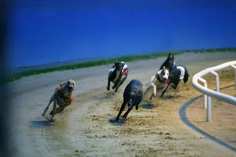 #StopGalgueros Foto: Latin Stock