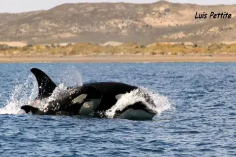 Orca madre y cría, durante los primeros tiempos necesitan estar con su madre y sufren la separación Orca madre y cría, durante los primeros tiempos necesitan estar con su madre y sufren la separación