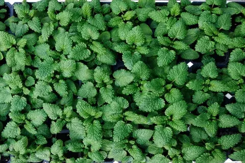 La melisa, una planta para "mimarnos" La melisa, una planta para "mimarnos"