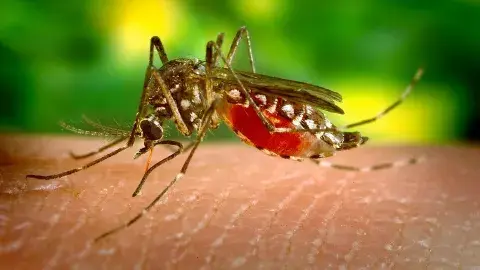 El mosquito del dengue es, también, el transmisor del virus zika El mosquito del dengue es, también, el transmisor del virus zika