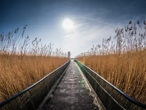 Foto: Matthew Miles - Unsplash