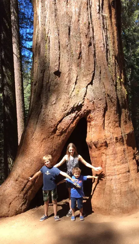 Entre sequoias gigantes, en Yosemite Entre sequoias gigantes, en Yosemite