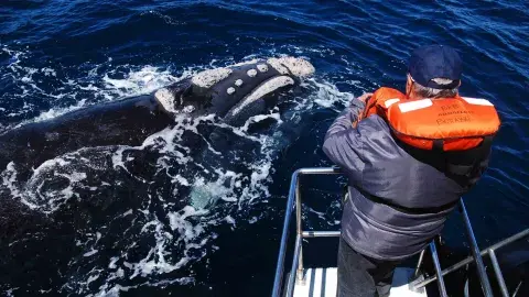 La ballena franca austral La ballena franca austral