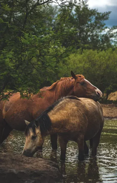 Caballos recuperados de la tracción a sangre en el santuario equino Equidad. Caballos recuperados de la tracción a sangre en el santuario equino Equidad.