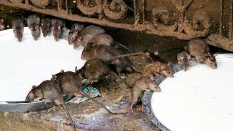 El templo hindú Karni Mata alberga unas 20.000 ratas El templo hindú Karni Mata alberga unas 20.000 ratas