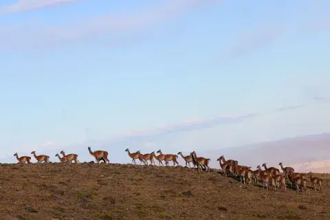 El Parque Nacional Patagonia tiene 52.000 hectáreas, habitadas por fauna autóctona El Parque Nacional Patagonia tiene 52.000 hectáreas, habitadas por fauna autóctona