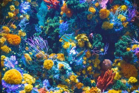 Las barreras de coral se comparan con la selva del Amazonas en términos de biodiversidad Las barreras de coral se comparan con la selva del Amazonas en términos de biodiversidad
