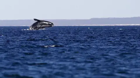 Esta temporada se contabilizaron cerca de 800 ballenas en la costa de Chubut Esta temporada se contabilizaron cerca de 800 ballenas en la costa de Chubut