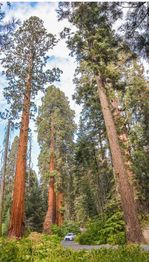 Con 350.000 hectáreas, el parque queda a unas cinco horas de San Francisco Con 350.000 hectáreas, el parque queda a unas cinco horas de San Francisco