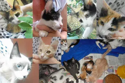 Rescate de gatitos en Constitución por intervención del juzgado correspondiente. Foto: Hogar de Rescate y Protección Lourdes. Rescate de gatitos en Constitución por intervención del juzgado correspondiente. Foto: Hogar de Rescate y Protección Lourdes.
