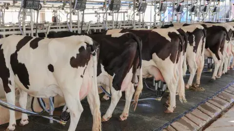 "Las vacas en la industria están al máximo de sus posibilidades, viven con mastitis, infecciones, deformidades, por eso baja su expectativa de vida” "Las vacas en la industria están al máximo de sus posibilidades, viven con mastitis, infecciones, deformidades, por eso baja su expectativa de vida”