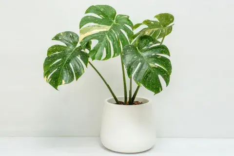 Philodendron.jpg Philodendron.jpg