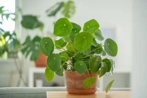 Pilea-peperomioides.jpg Pilea-peperomioides.jpg