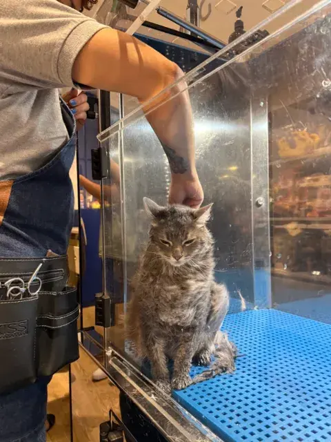 gato-2.jpg