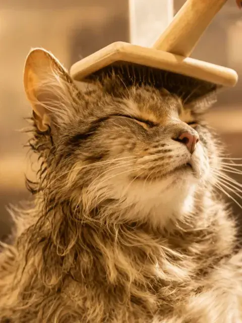 gato.jpg