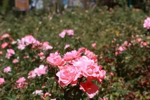 Rosedal 1.png Rosedal 1.png
