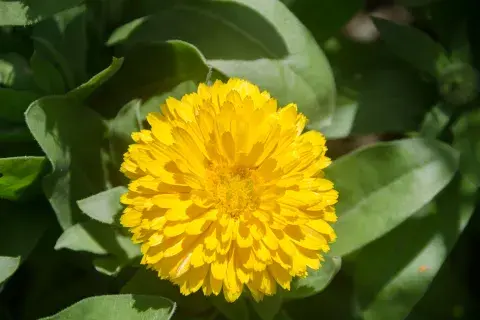 Planta-tapete-amarilla.jpg Planta-tapete-amarilla.jpg