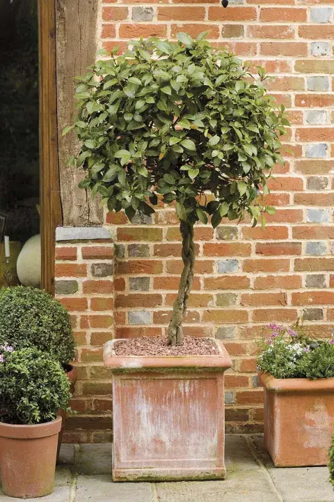 arbol de laurelk.jpg arbol de laurelk.jpg