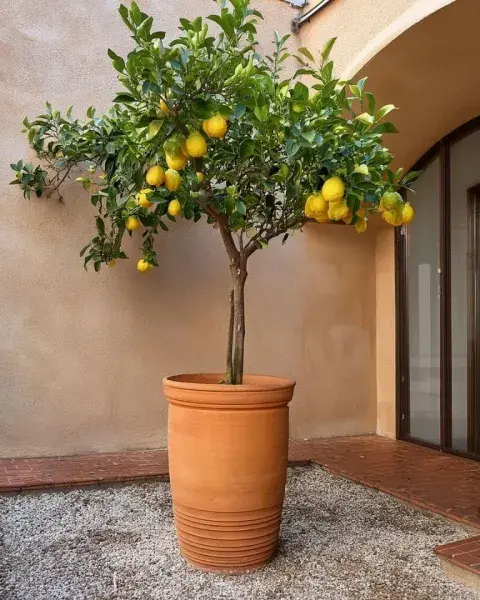 limonero en mceta.jpg limonero en mceta.jpg