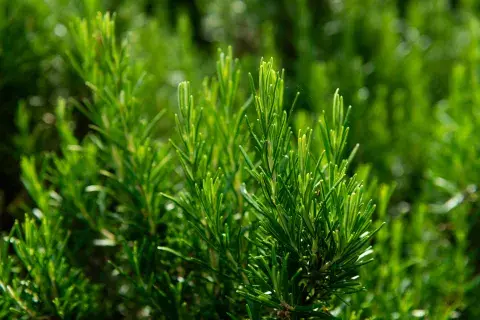 plantas-de-romer.jpg plantas-de-romer.jpg