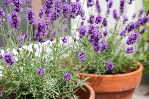 Lavanda.jpg Lavanda.jpg