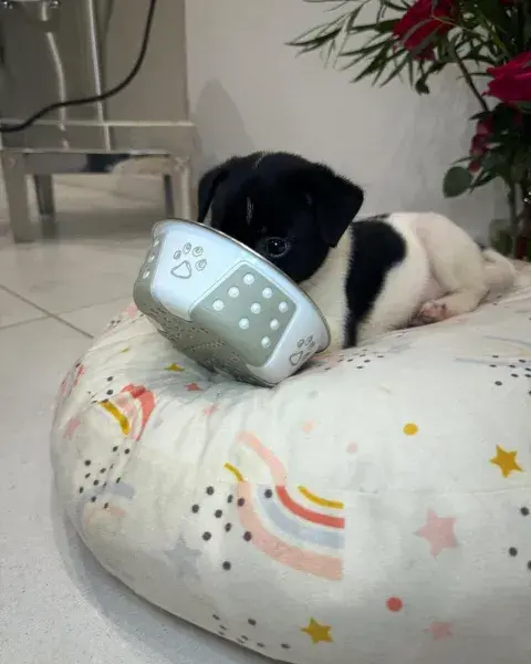 el perito de maria becerra.png el perito de maria becerra.png