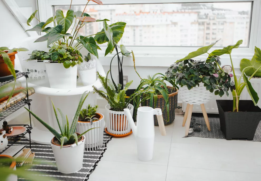 10 plantas de interior ideales para decorar