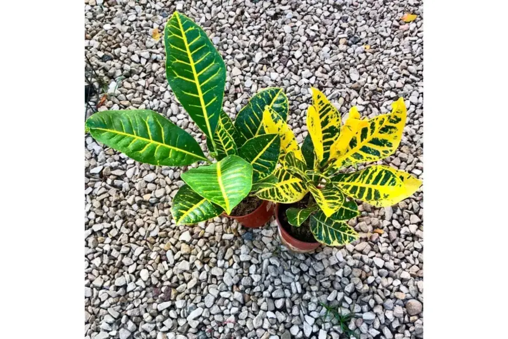 Croton Petra