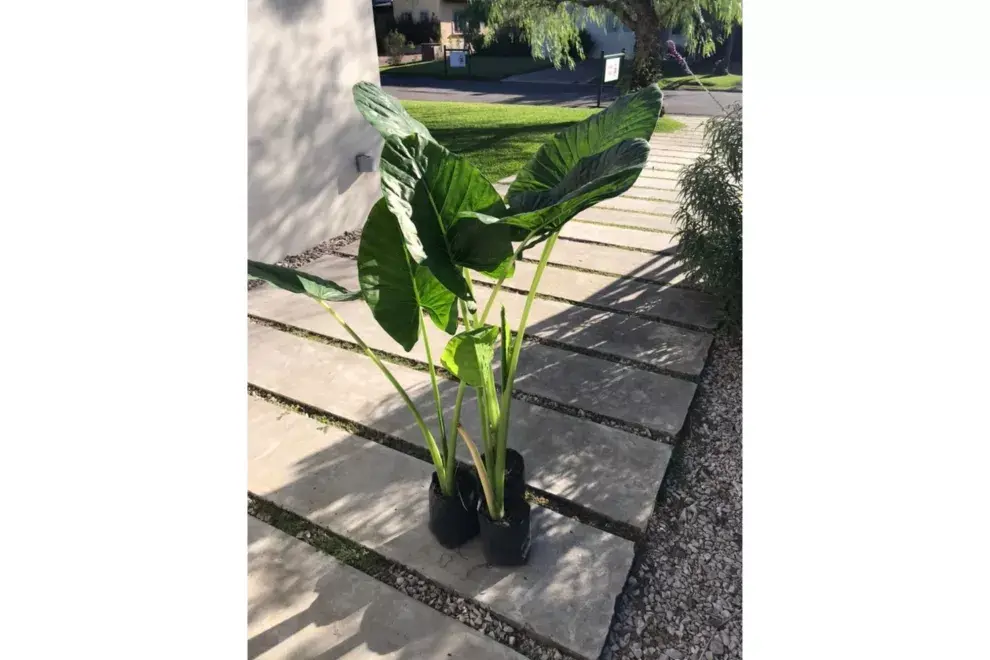 Alocasia  u Oreja de Elefante