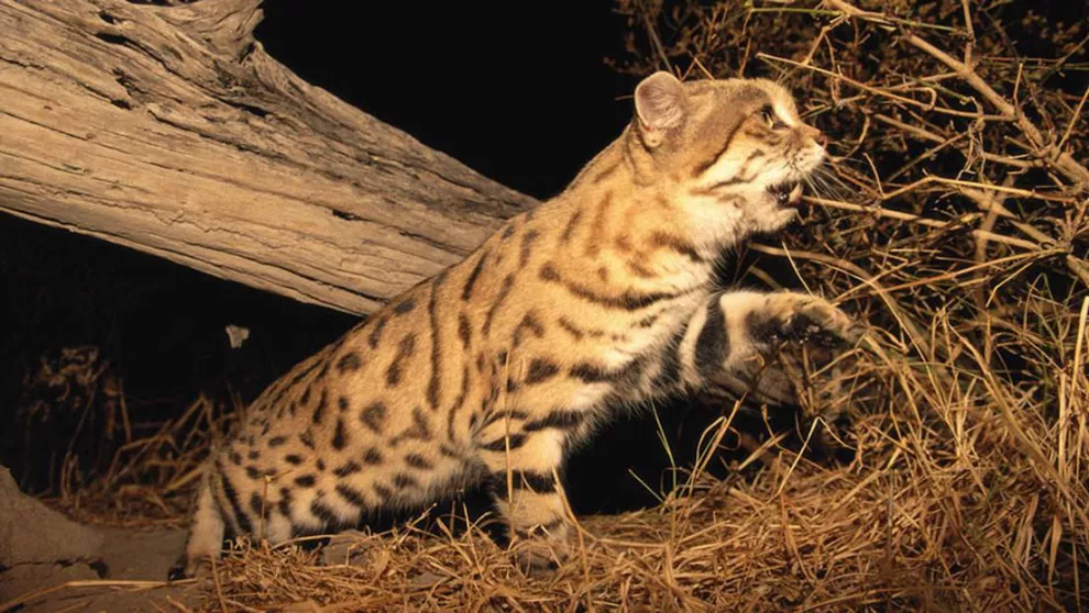 El gato patinegro es un típico animal nocturno