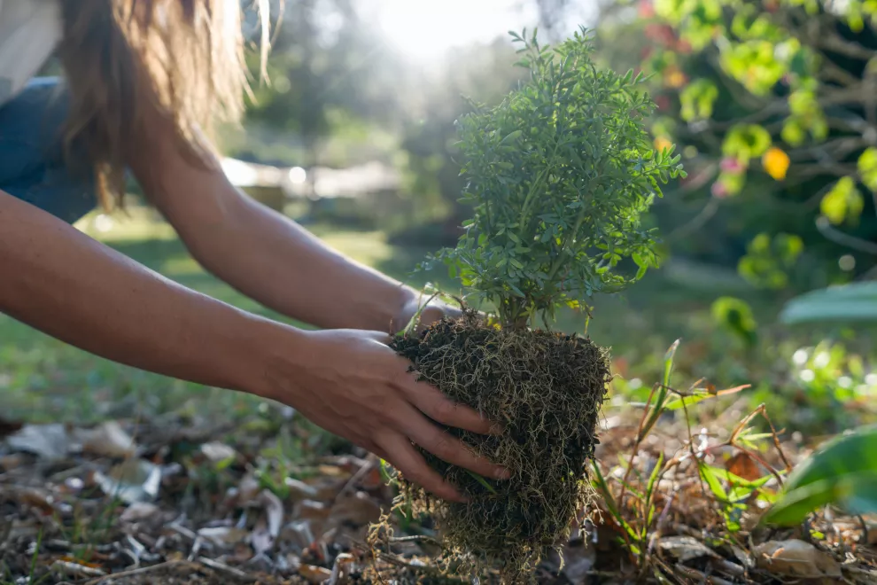Plantar árboles: la importancia de cuidar el medio ambiente
