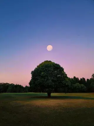 El árbol mágico - Coni Dietrich