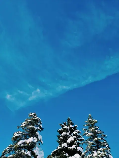 Tímidos se asoman - Coni Dietrich