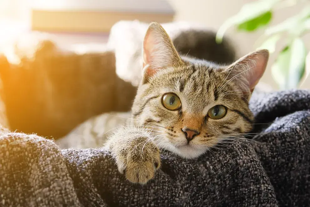 Cómo cuidar un gato bebé (según una veterinaria experta)