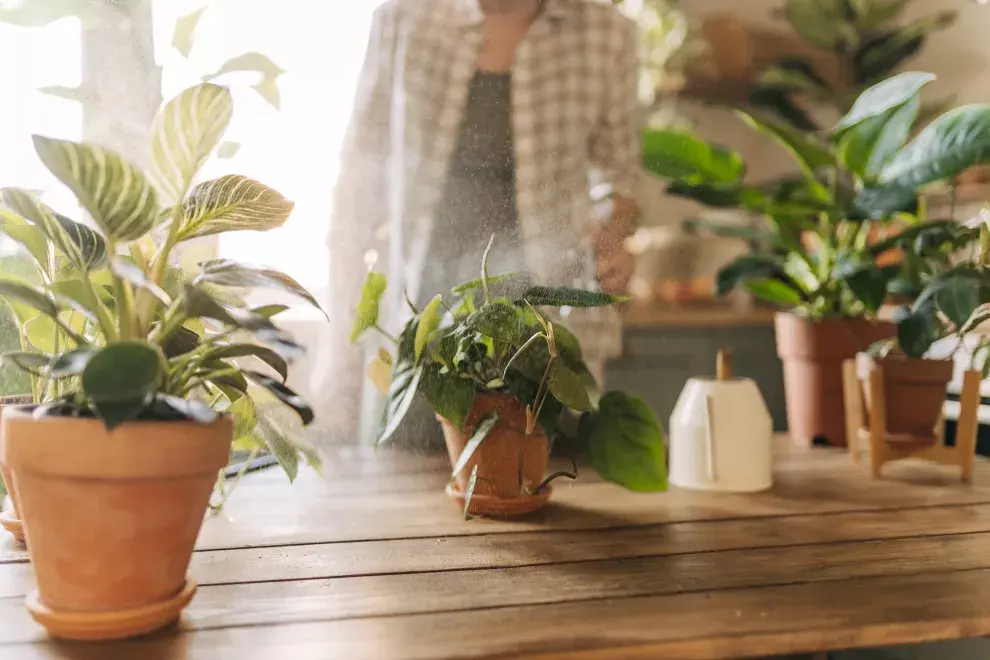 Remedios caseros para nuestras plantas