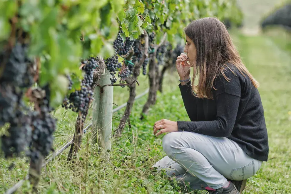 Delfina Pontaroli, enóloga y agrónoma argentina