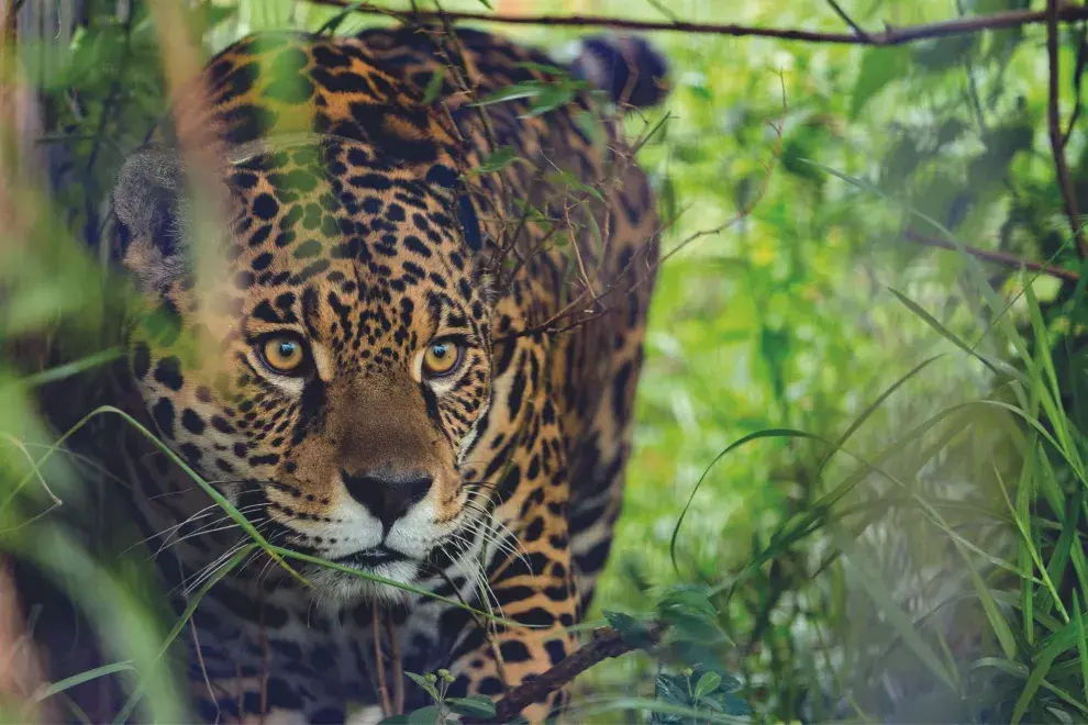 El yaguareté está en peligro de extinción.