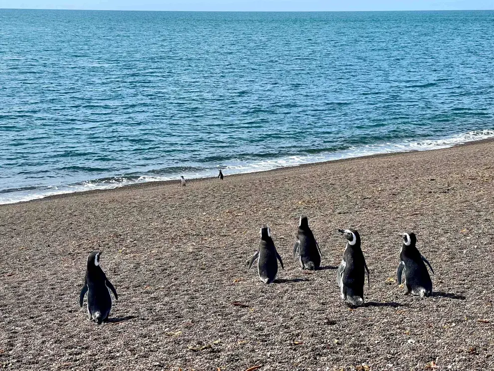 Día Mundial del Turismo, Puerto Madryn 