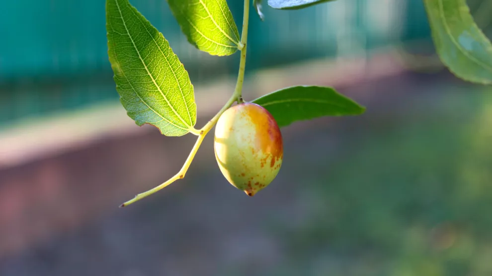 Aceite de Jojoba