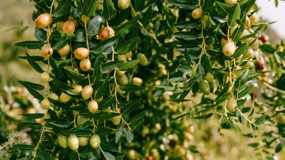 Aceite de Jojoba