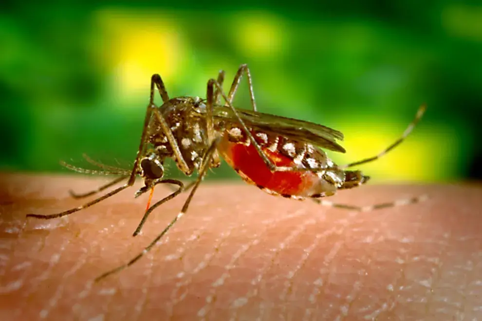Qué cuidados tener con el aumento del dengue.