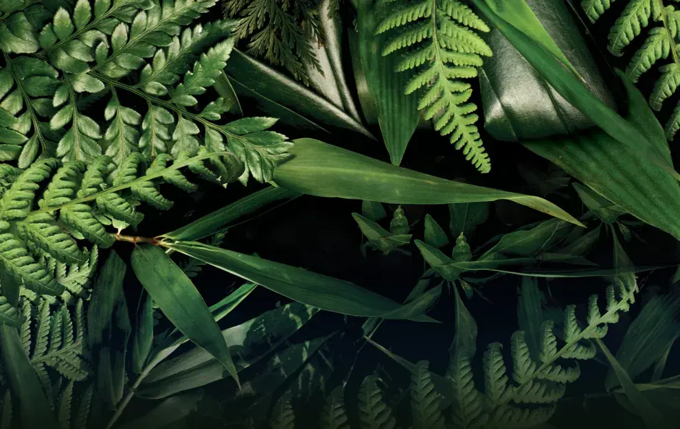 ¿Cuáles son las principales plantas medicinales y sus beneficios para la salud?