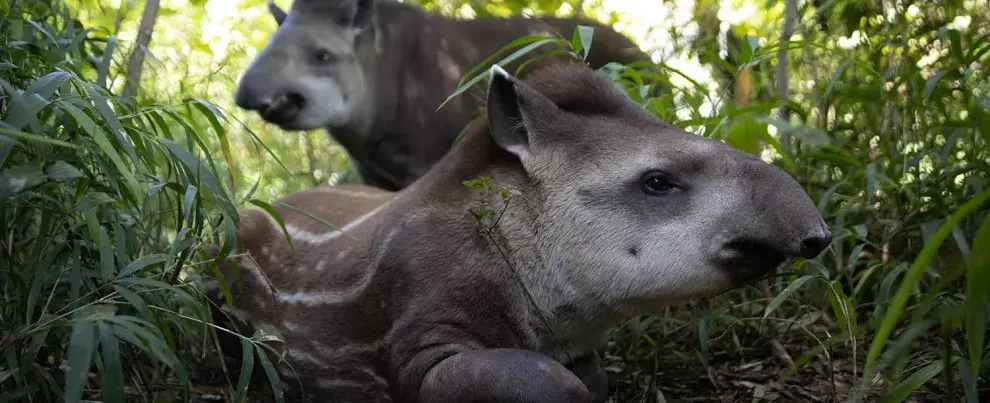 El Ecoparque es un centro para la conservación de especies autóctonas en peligro de extinción.