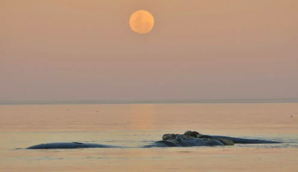 Avistaje de ballenas con Luna Llena.