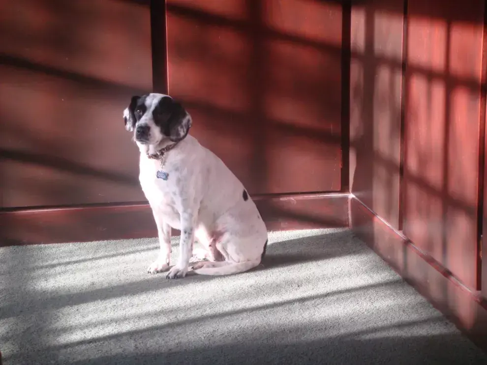 Un perro de la calle se puede convertir en un perro de tu vida.