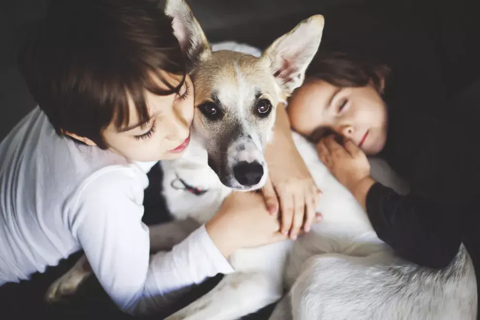 Adoptar un perro: los motivos para hacerlo.