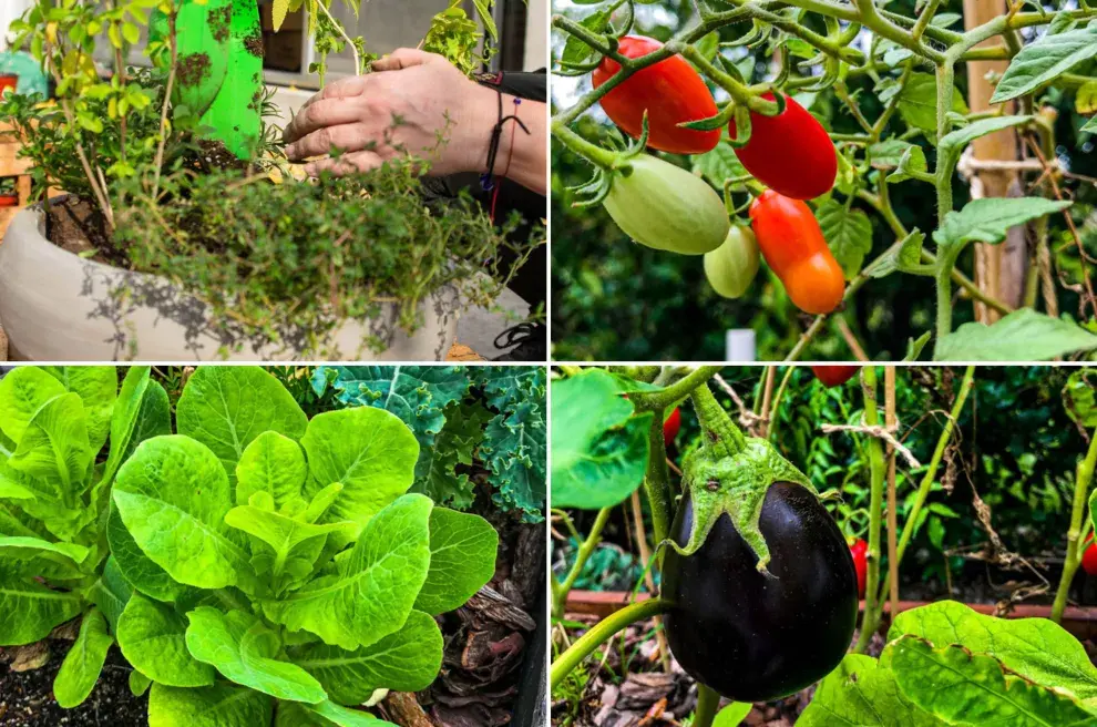 Cómo decidir qué plantar en tu huerta.